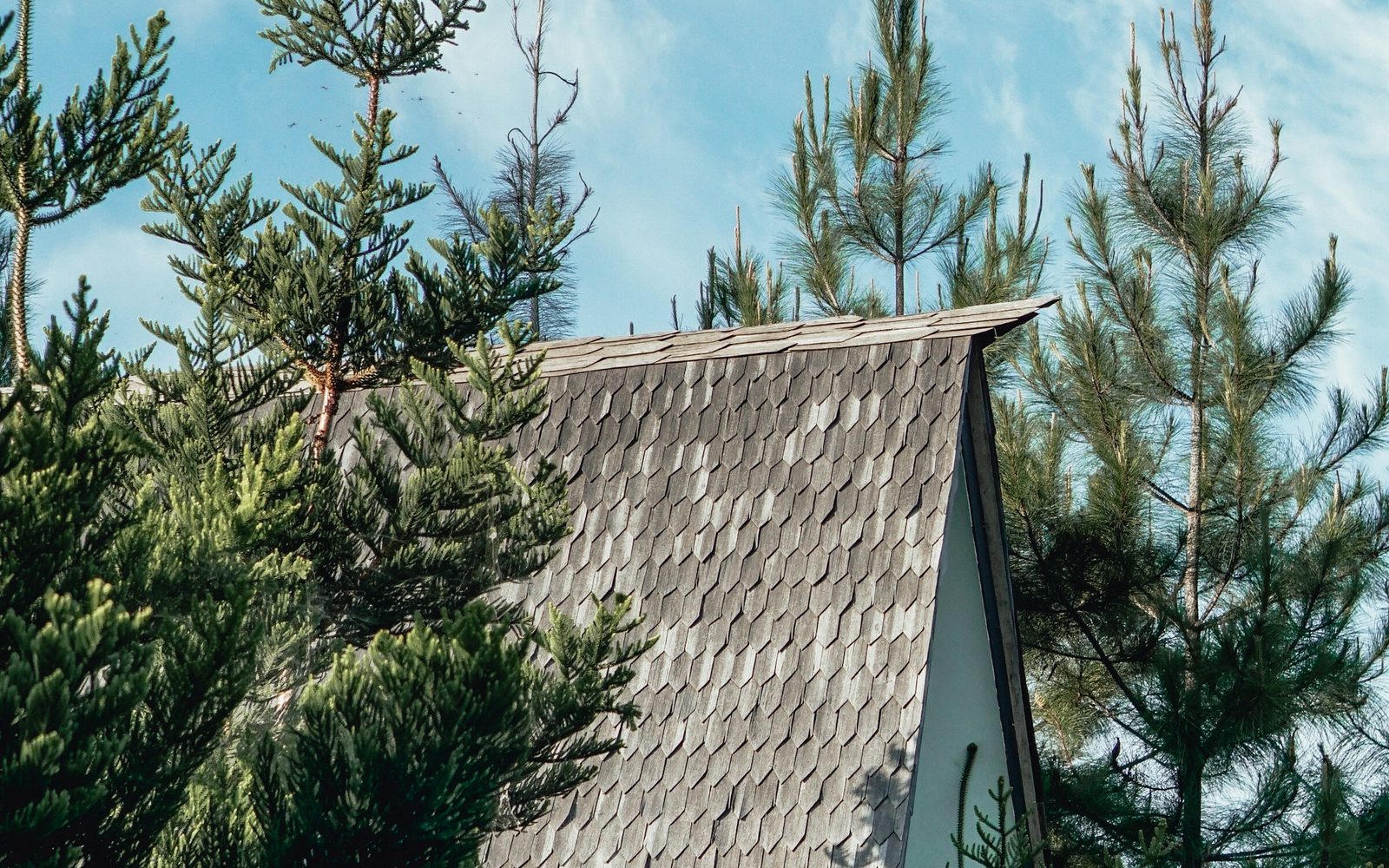 Shingle roof framed by tall pine trees against a blue sky